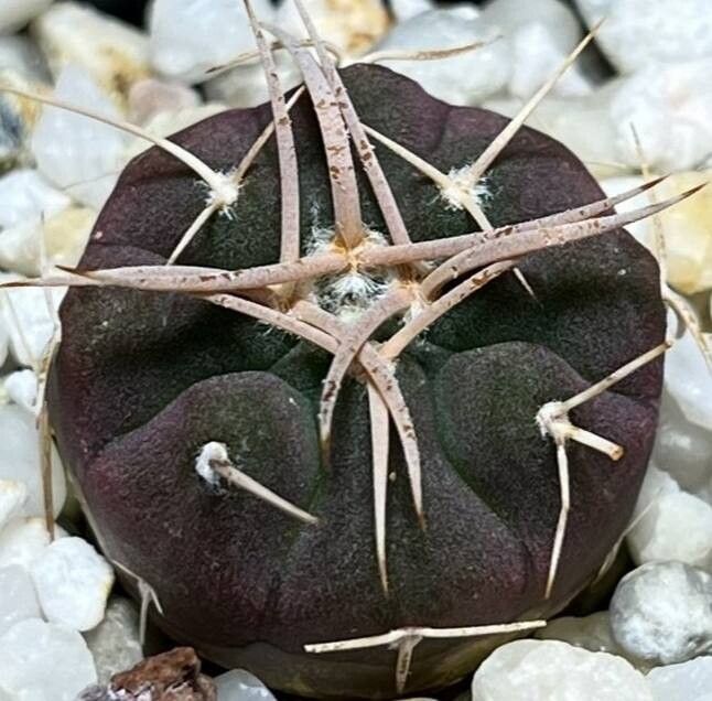 Gymnocalycium rhodantherum leaf