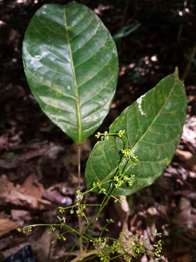 Protium ravenii flower