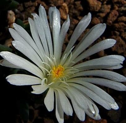 Trichodiadema mirabile flower
