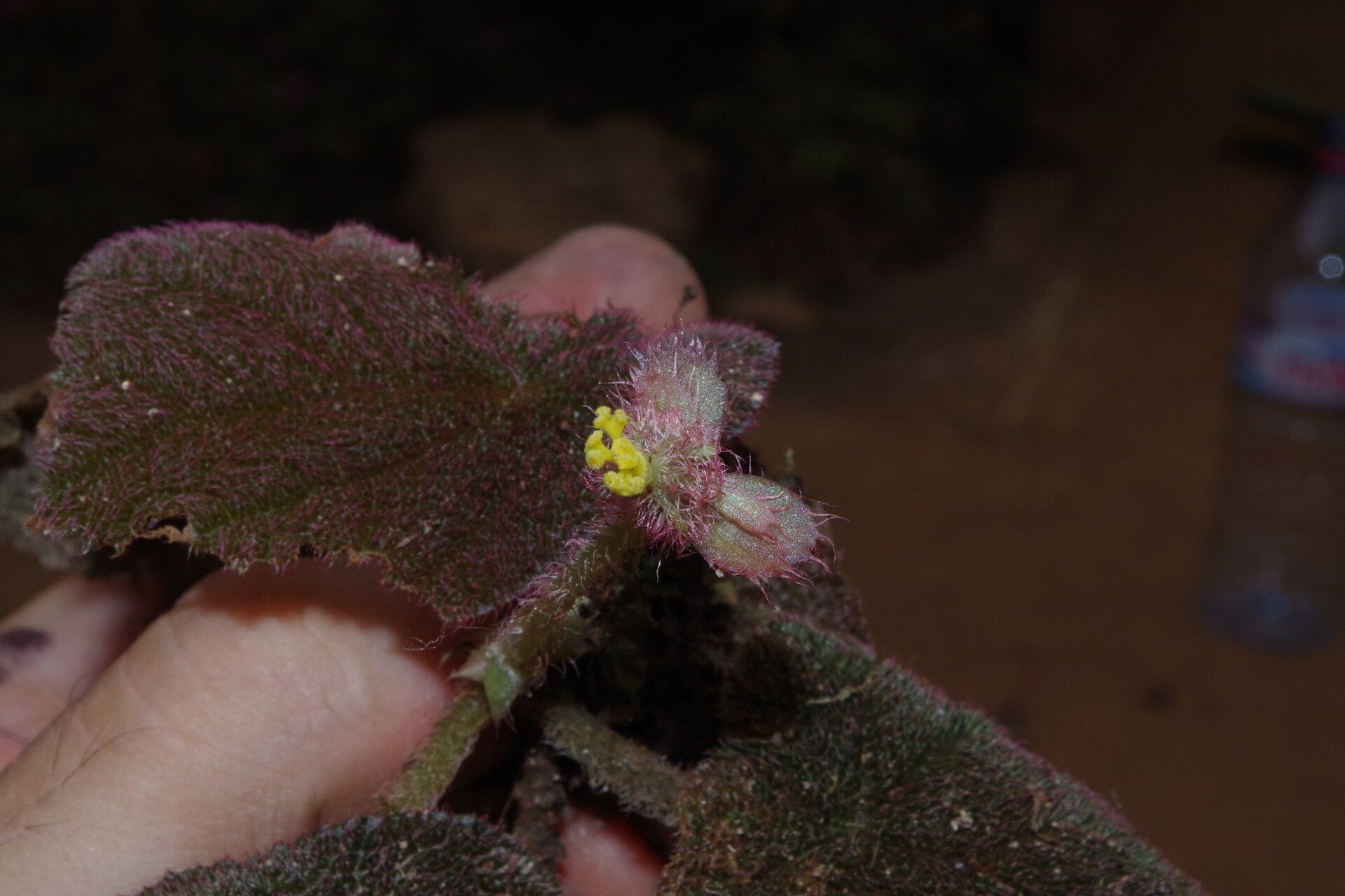 Begonia lacunosa flower