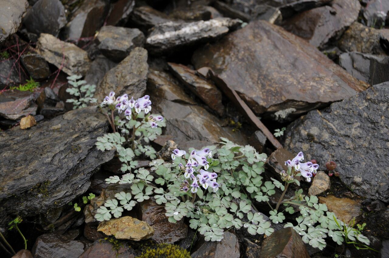 Corydalis latiflora habit