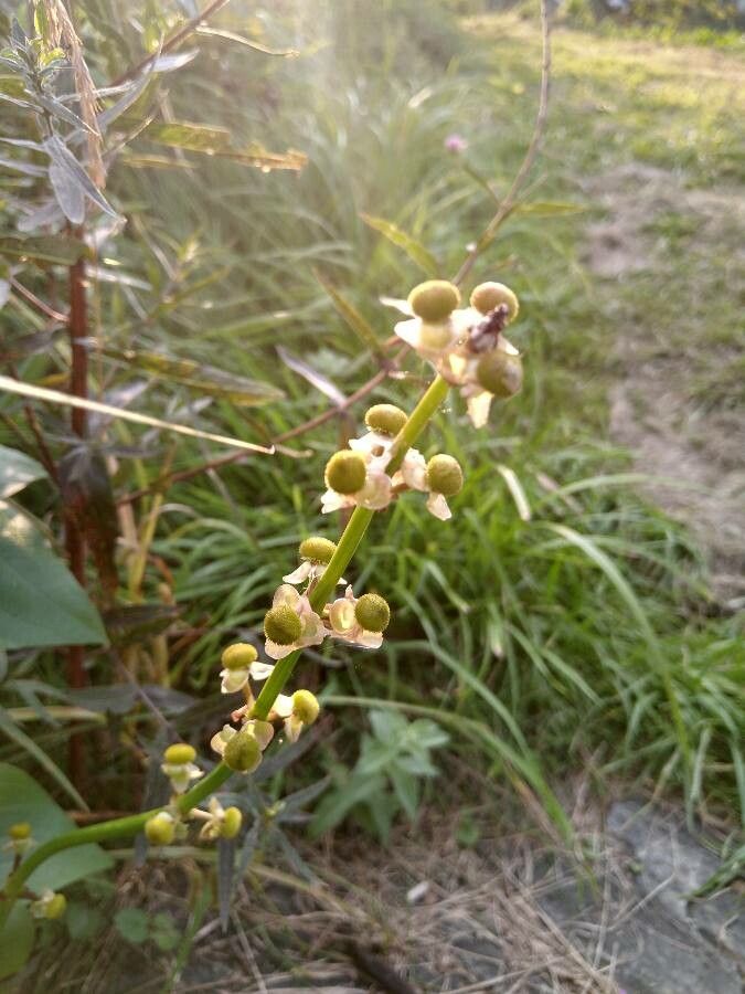 Sagittaria latifolia fruit