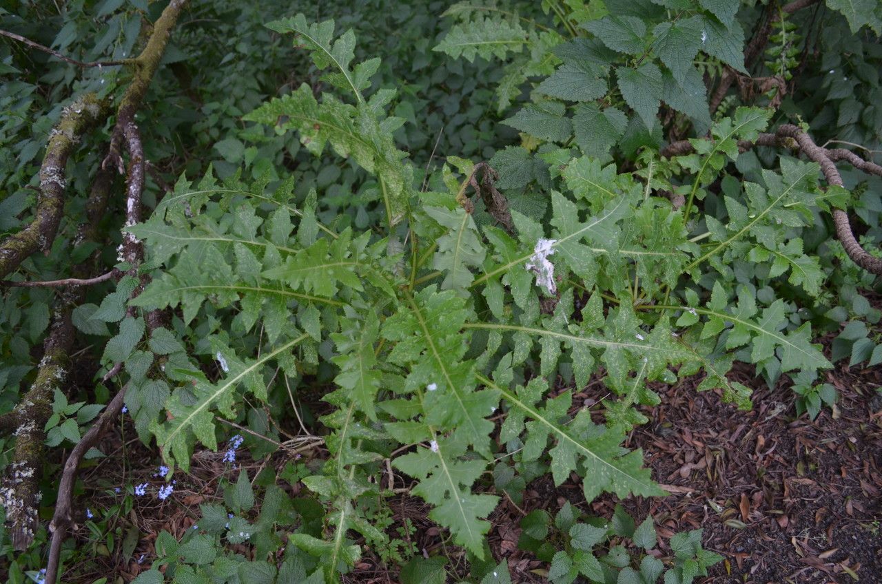 Sonchus gandogeri — search result for 'Sonchus'