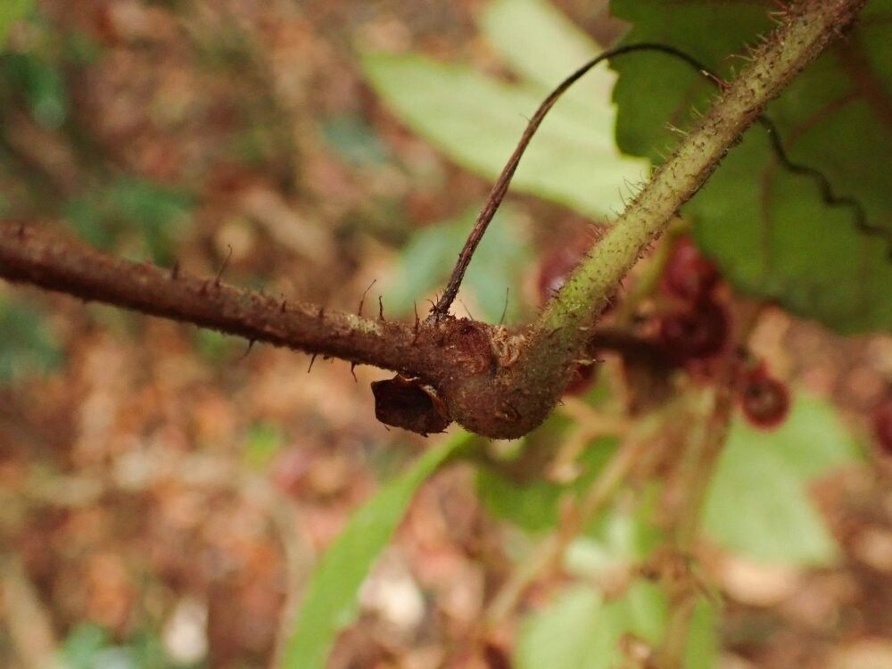 Cyphostemma adenopodum — related species from the same genus