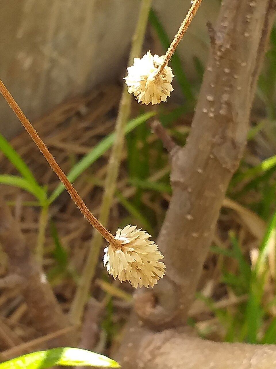Gomphrena celosioides flower