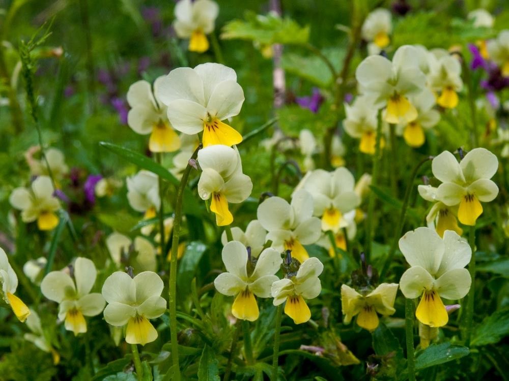 Viola aetolica — search result for 'Viola'