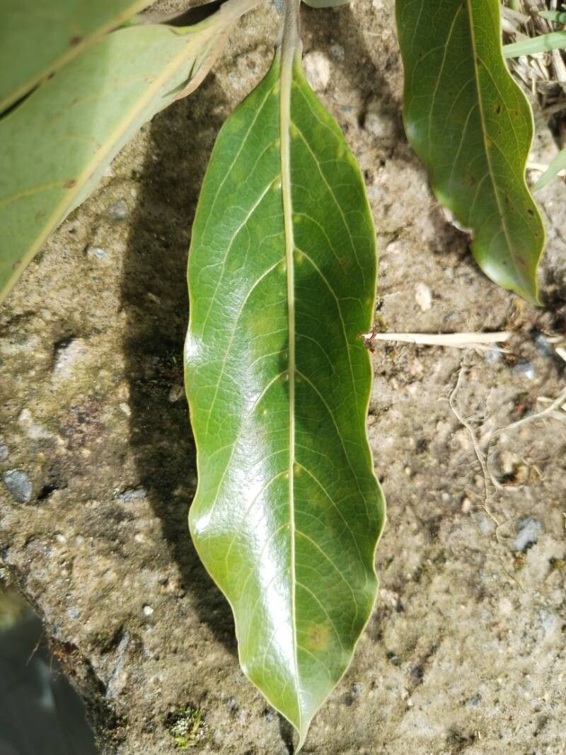 Ocotea whitei — houseplant care guide