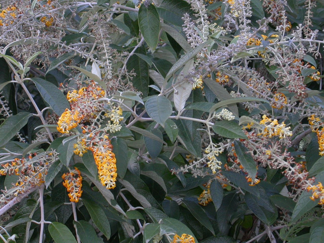 Buddleja madagascariensis flower