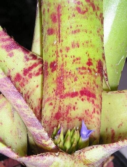 Neoregelia zonata — houseplant care guide