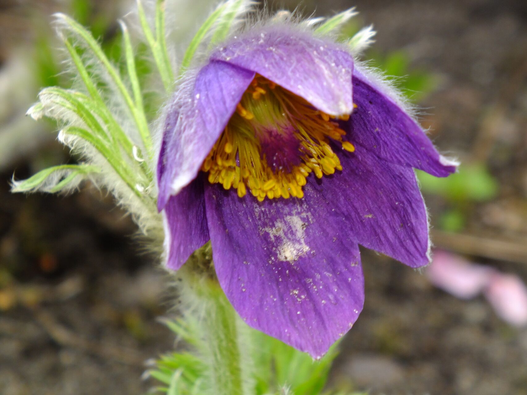 Pulsatilla chinensis flower