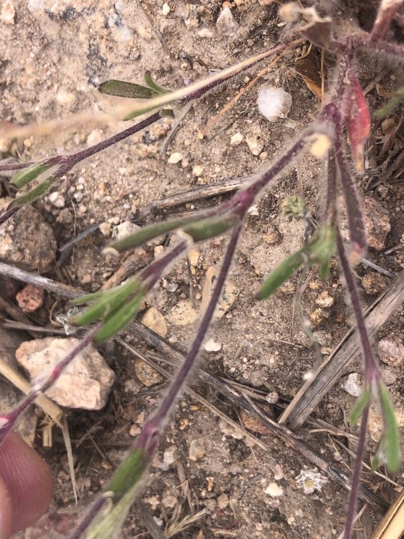 Silene scabriflora leaf