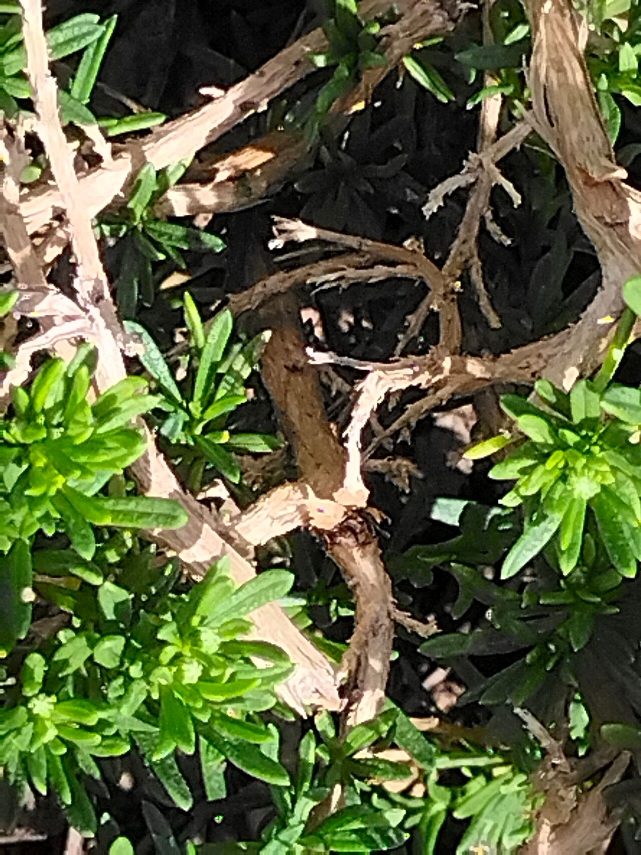 Felicia fruticosa bark