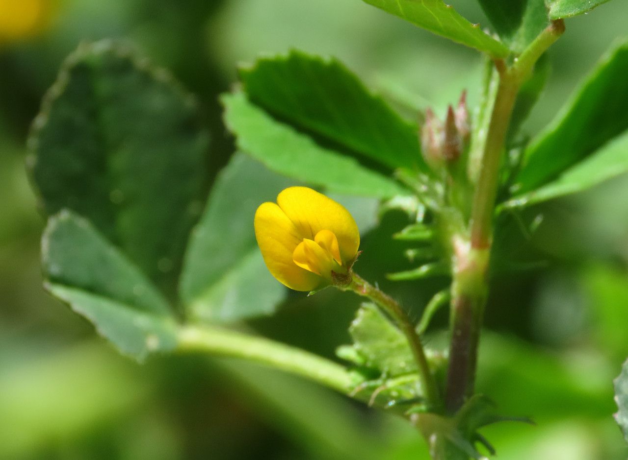 Medicago orbicularis flower