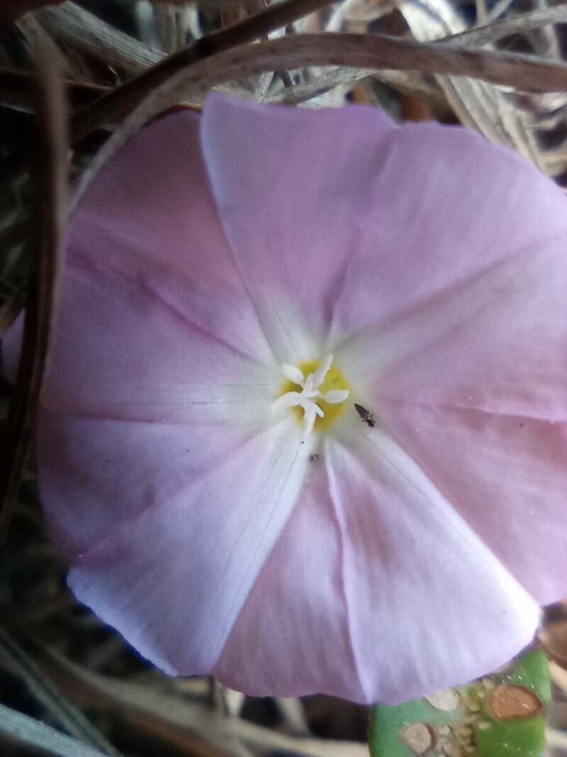 Polymeria calycina flower