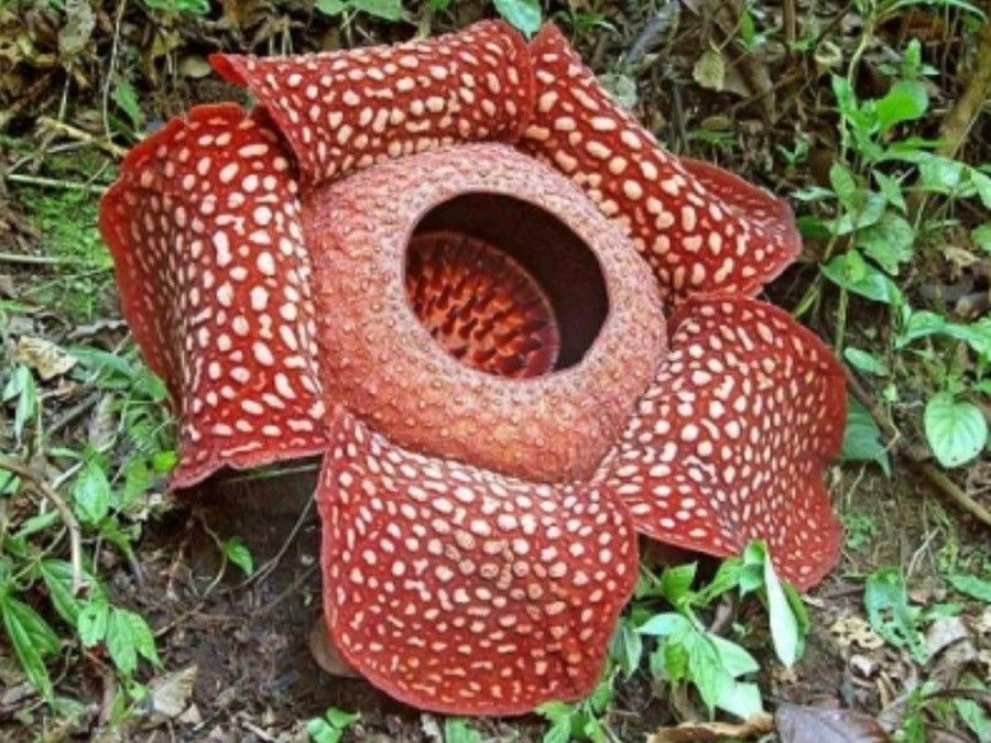 Rafflesia arnoldii flower