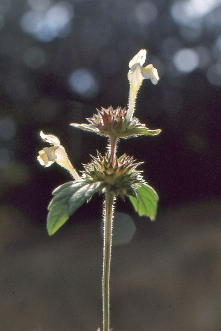 Galeopsis x wirtgenii other