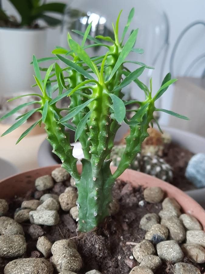 Euphorbia loricata habit