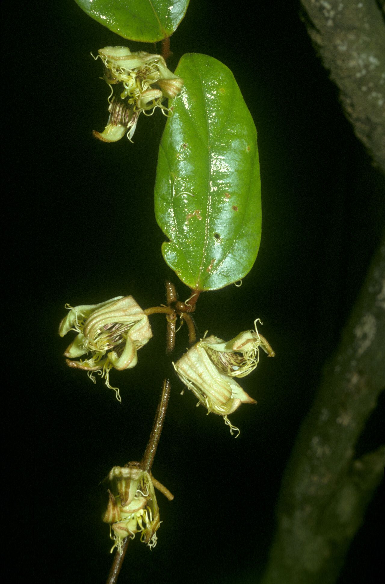 Passiflora rufa flower