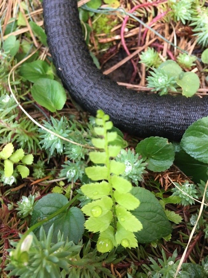 Dryopteris arguta — search result for 'Dryopteris'