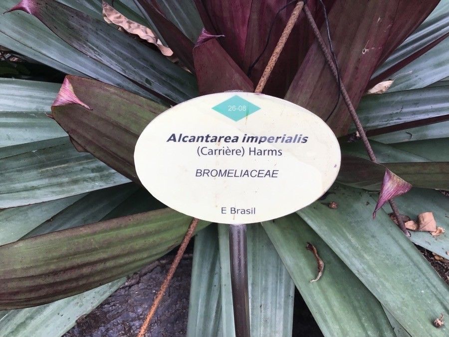 Alcantarea imperialis — search result for 'Vriesea'