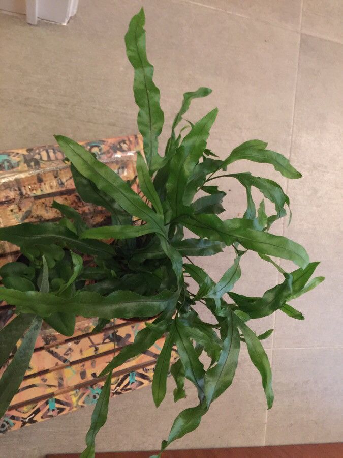 Zealandia pustulata habit