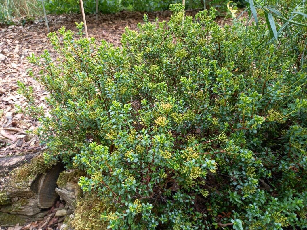 Kalmia buxifolia habit