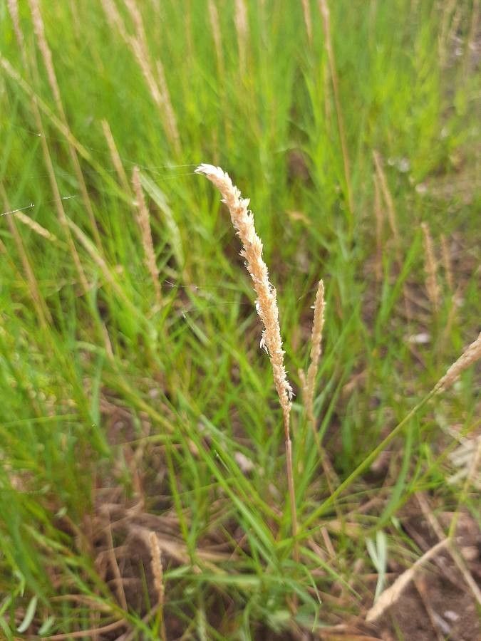 Pennisetum stramineum flower