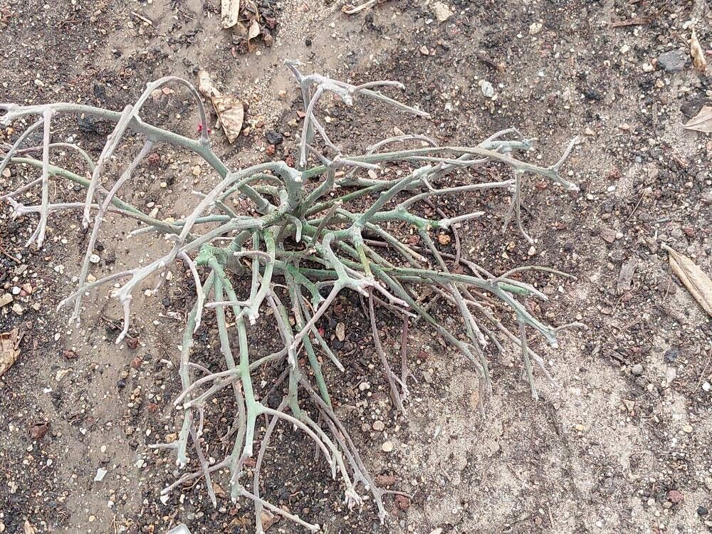 Euphorbia kamponii — houseplant care guide