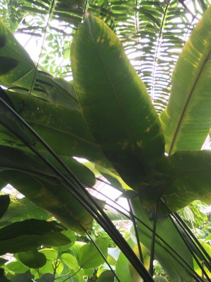 Heliconia collinsiana — search result for 'Heliconia'