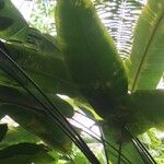 Heliconia collinsiana