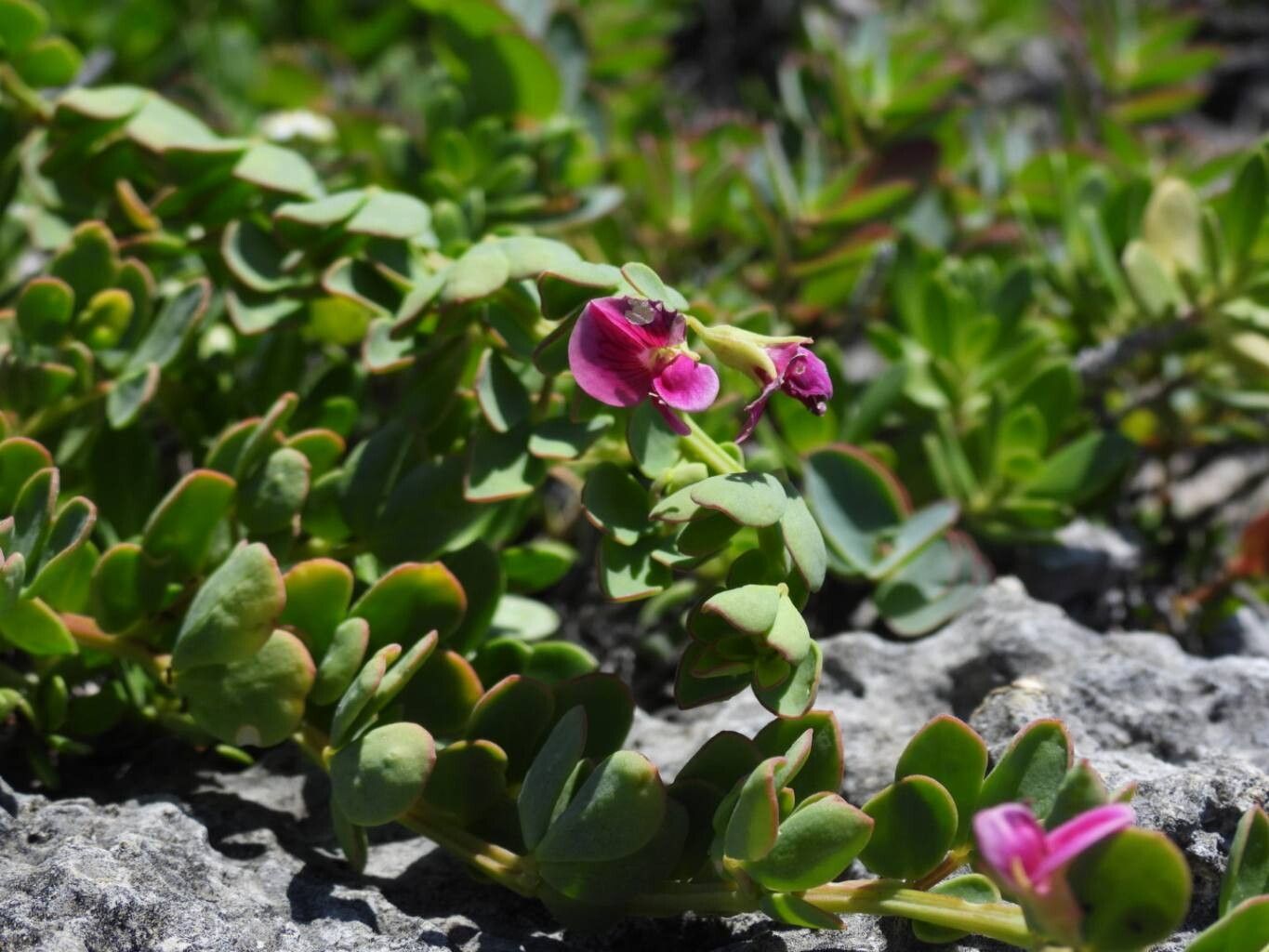 Lotus anfractuosus flower