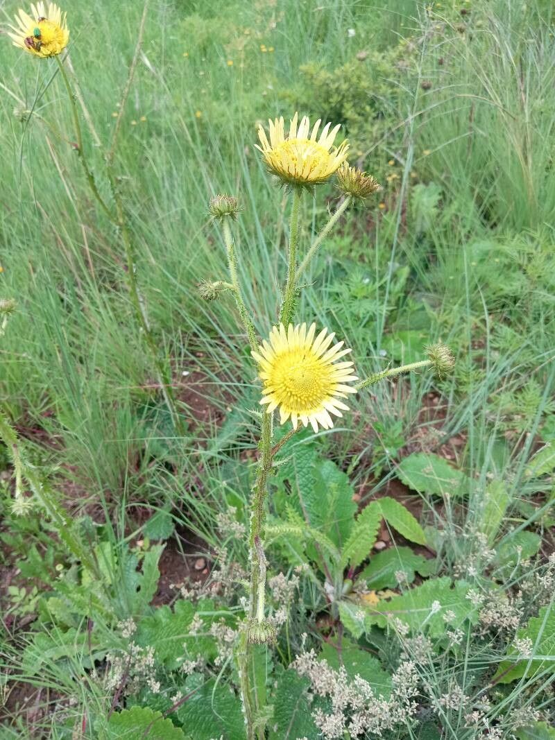 Berkheya radula leaf