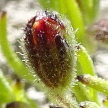 Schkuhria multiflora flower