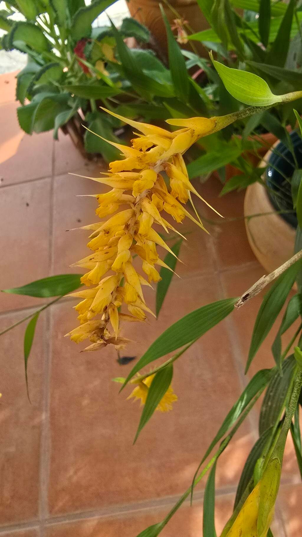 Elleanthus hymenophorus — houseplant care guide