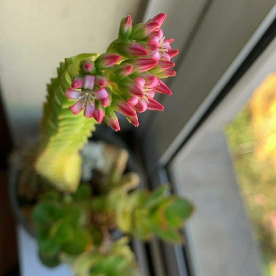 Crassula coccinea flower