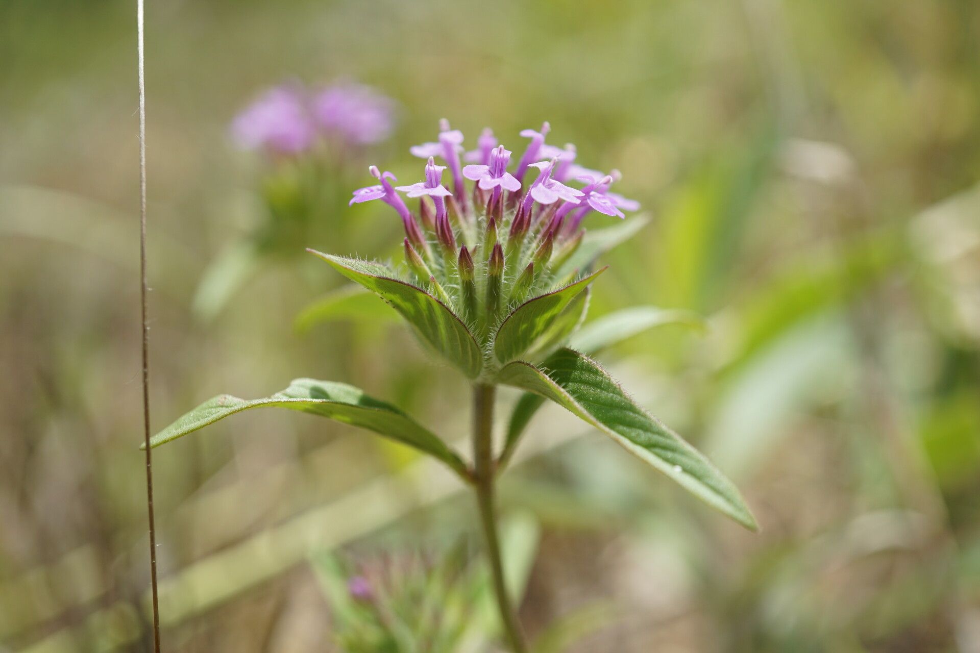Ziziphora capitata flower