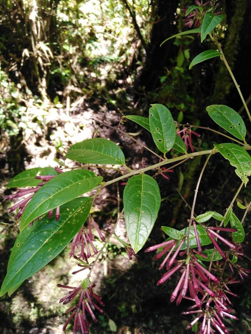 Cestrum poasanum — search result for 'Cestrum'