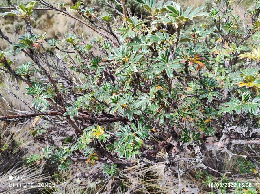 Polylepis sericea habit