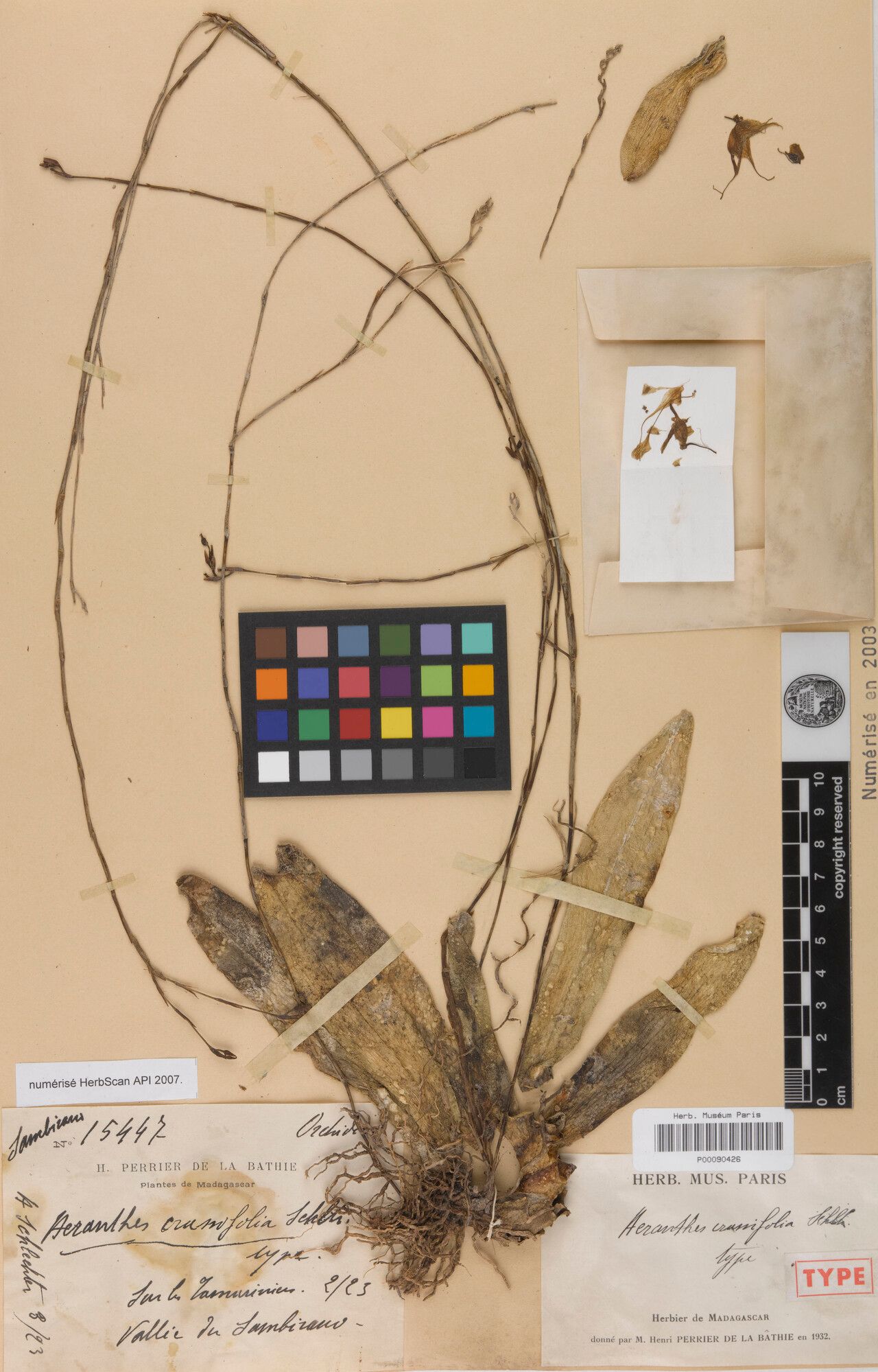 Aeranthes crassifolia — houseplant care guide