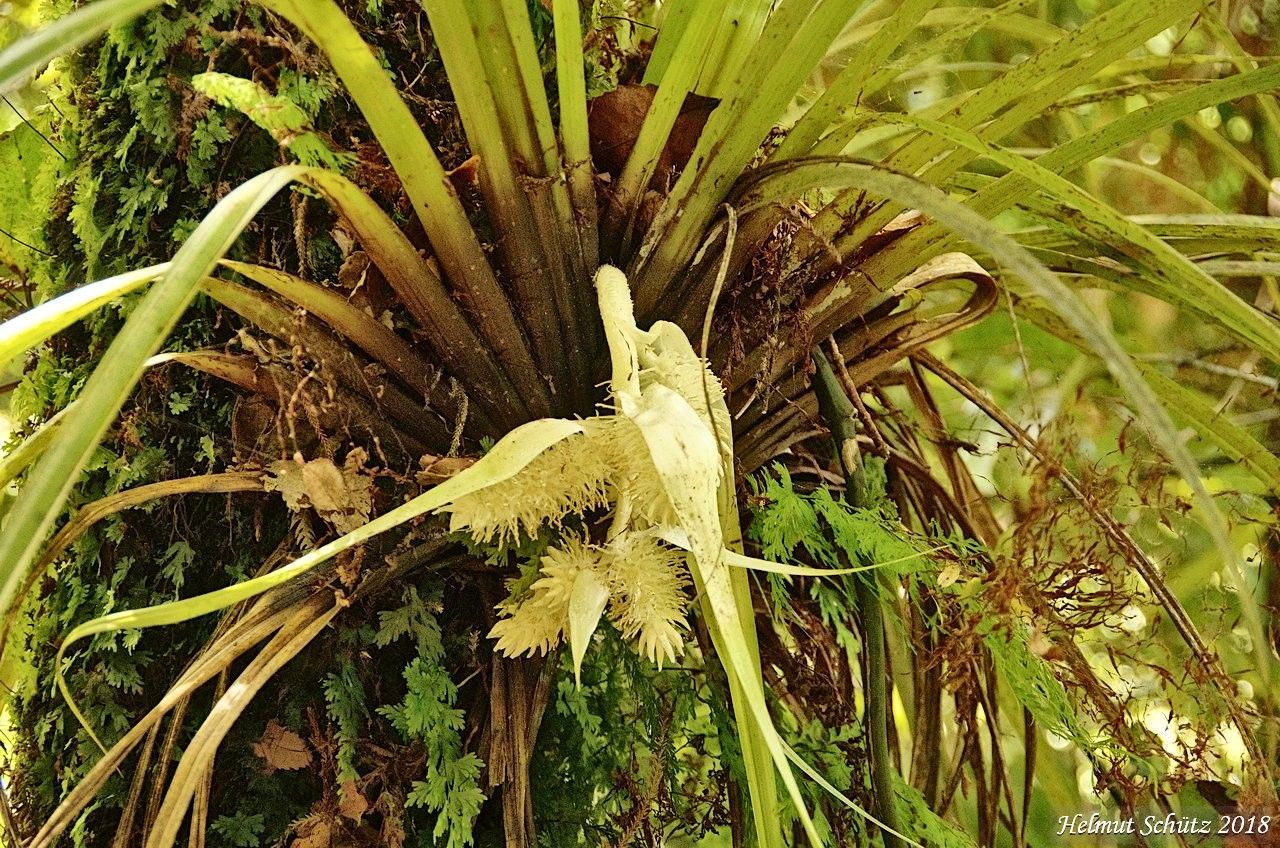 Astelia microsperma — houseplant care guide