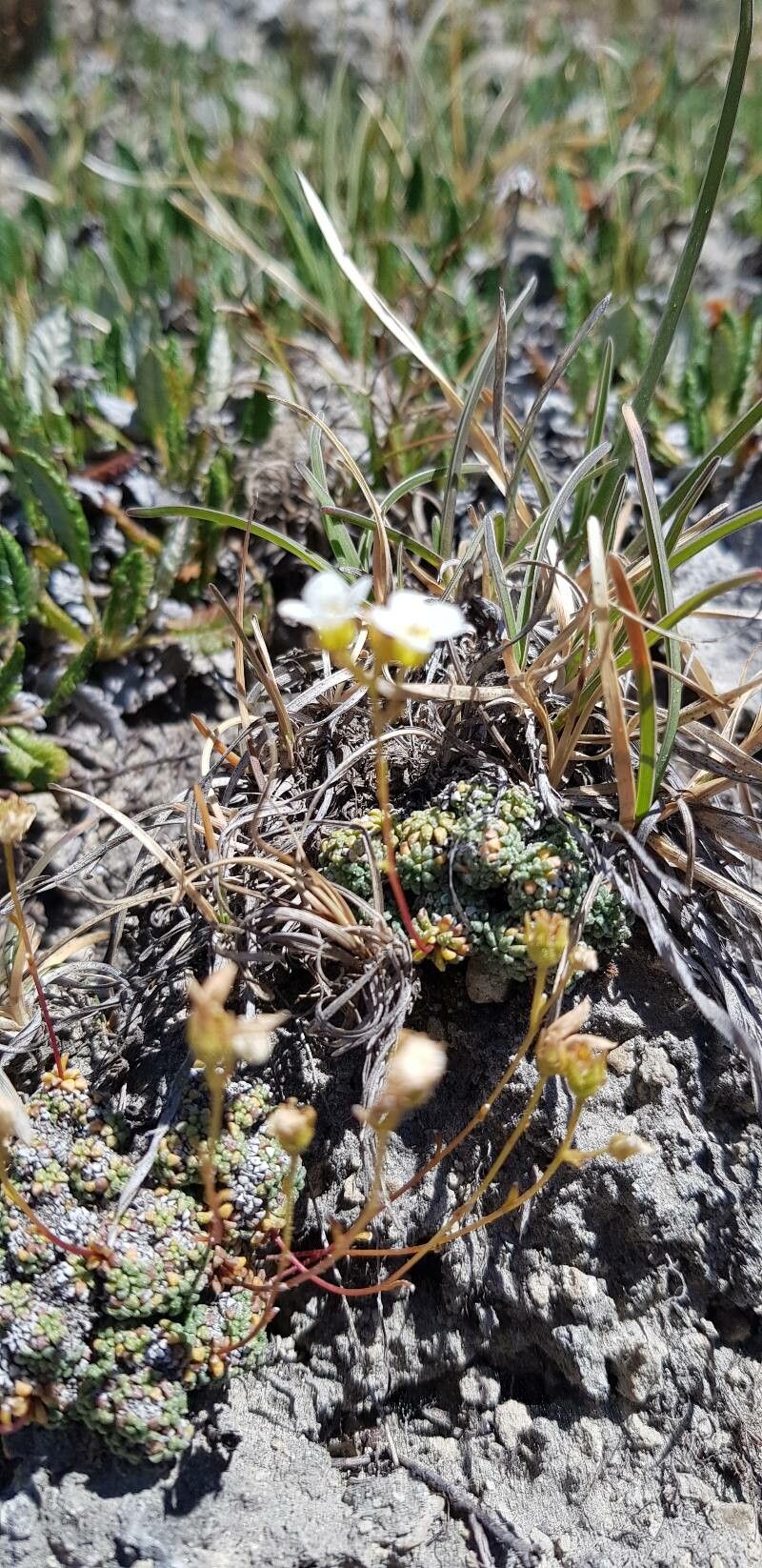 Saxifraga caesia habit