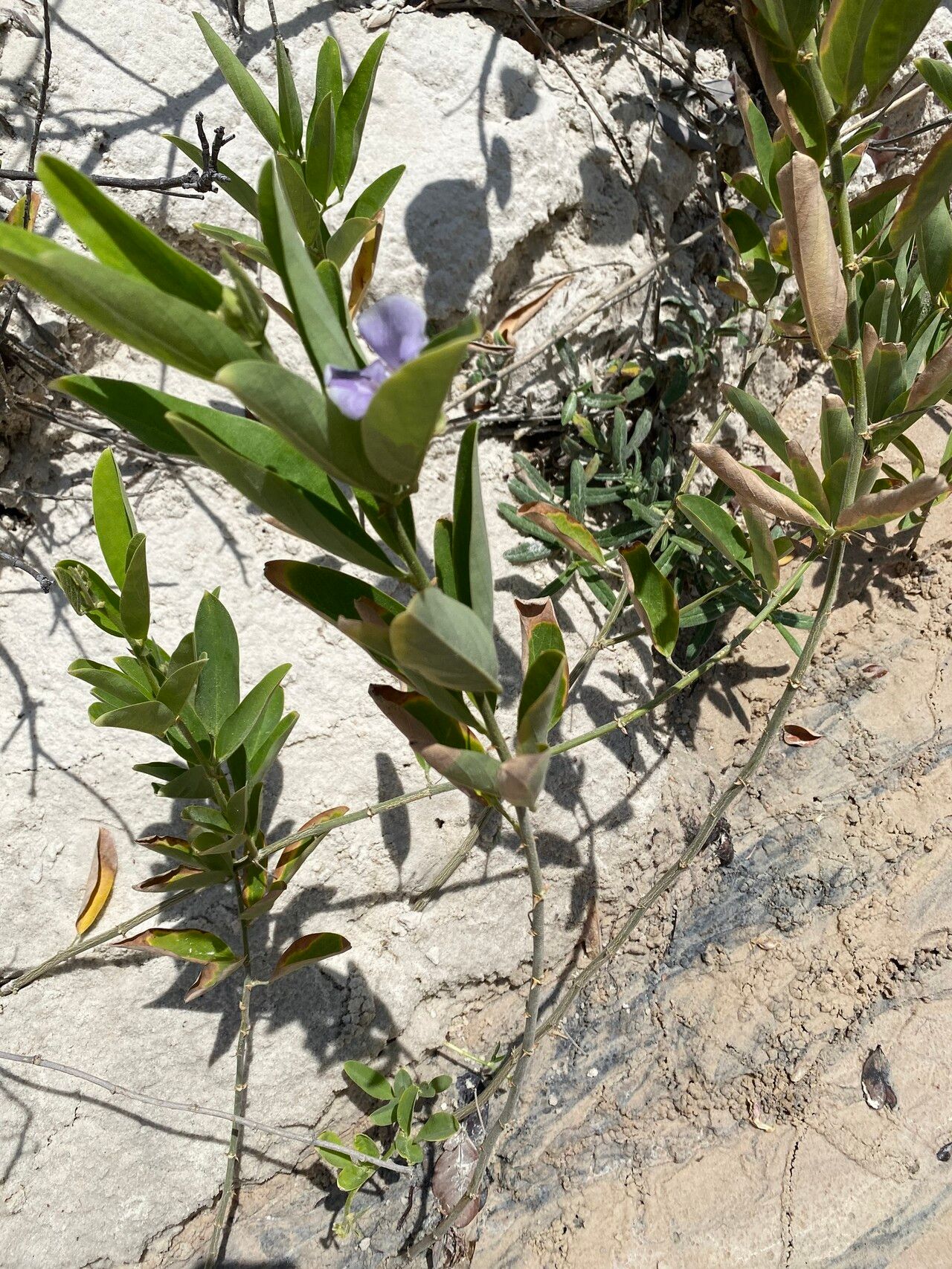 Clitoria laurifolia habit