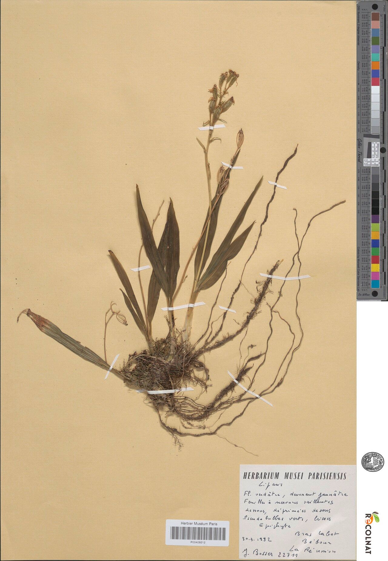 Liparis reflexa — houseplant care guide