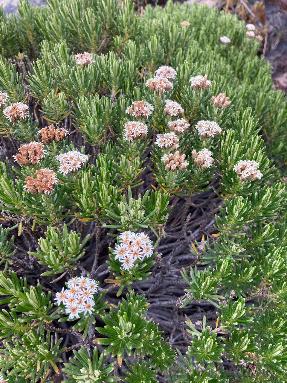 Diplostephium glutinosum leaf