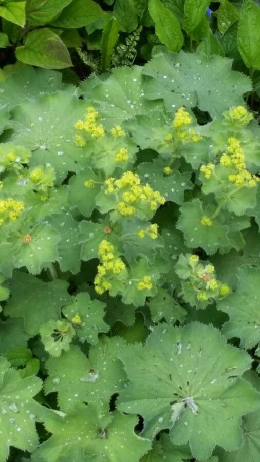 Alchemilla coriacea flower