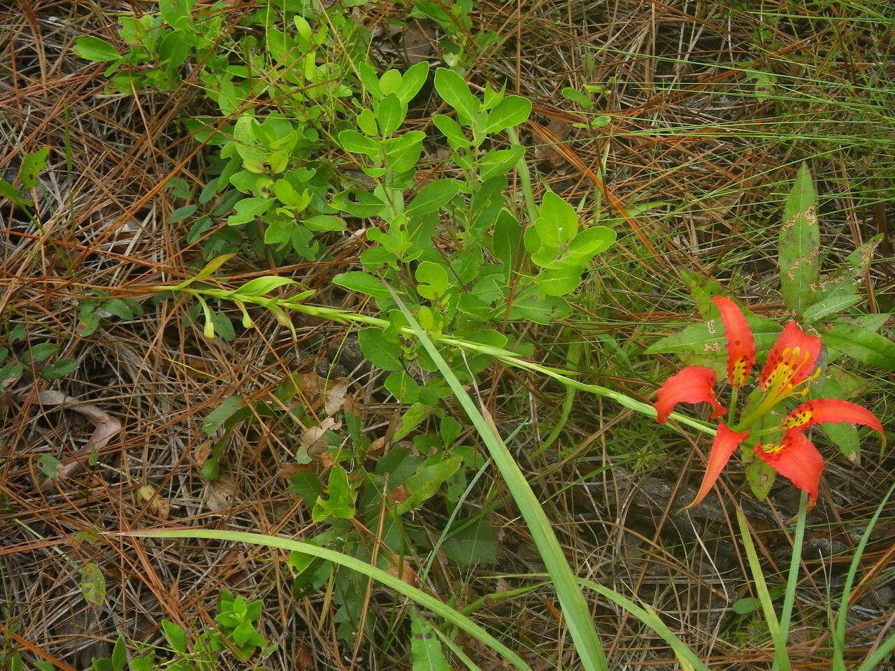 Lilium catesbaei habit