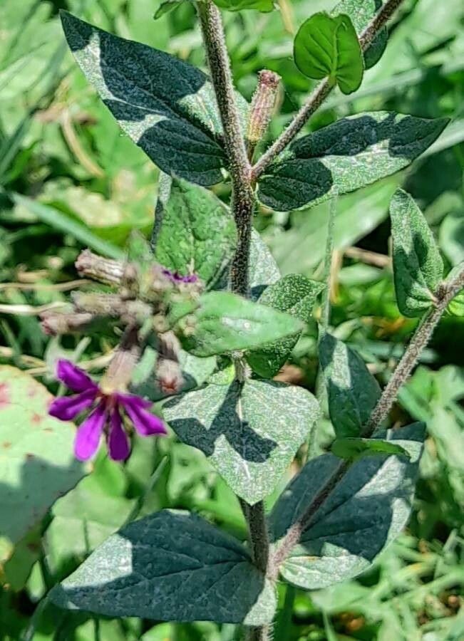 Cuphea calophylla — search result for 'Cuphea'