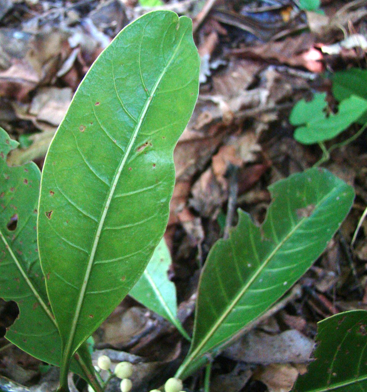 Psychotria brachylaena — search result for 'Brachylaena'