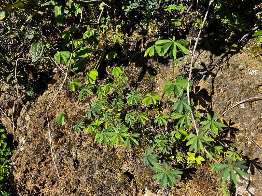 Oxalis divergens — search result for 'Oxalis'