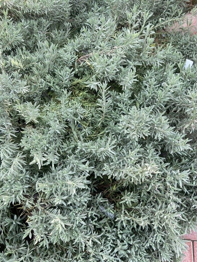 Lavandula × intermedia leaf